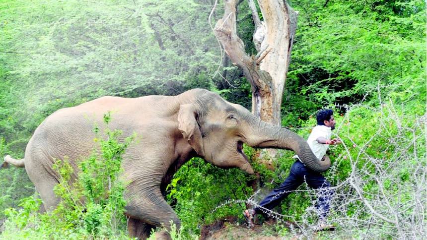 Ataque de Elefante