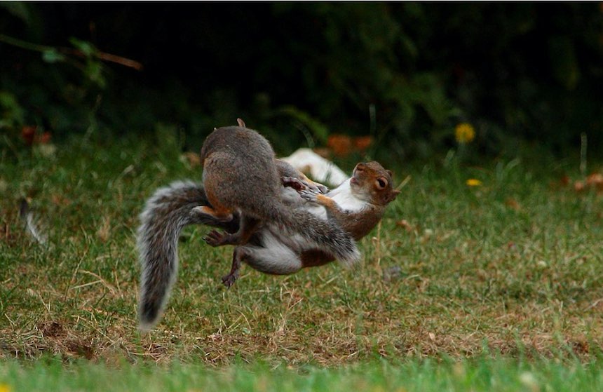 Pelea de ardillas - Golpes