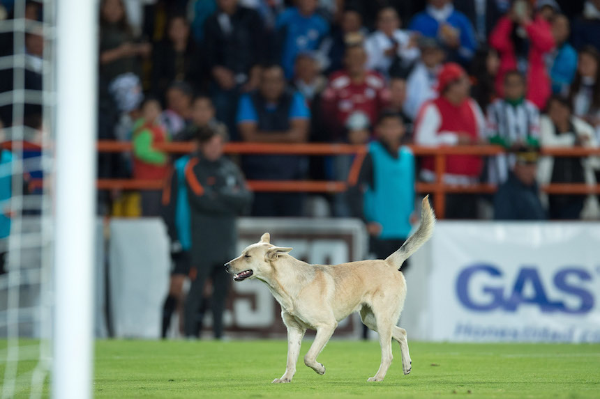 perro jaguares pachuca