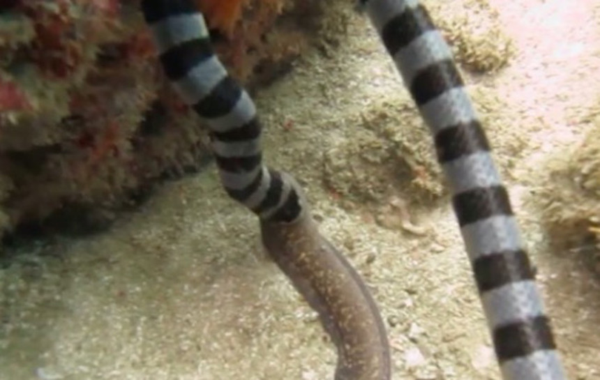 Serpiente comiendo anguila