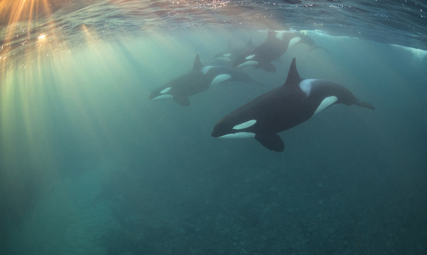 Ballena Orca