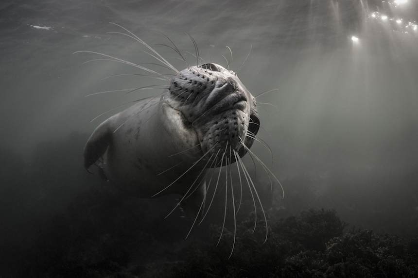 Foca juguetona