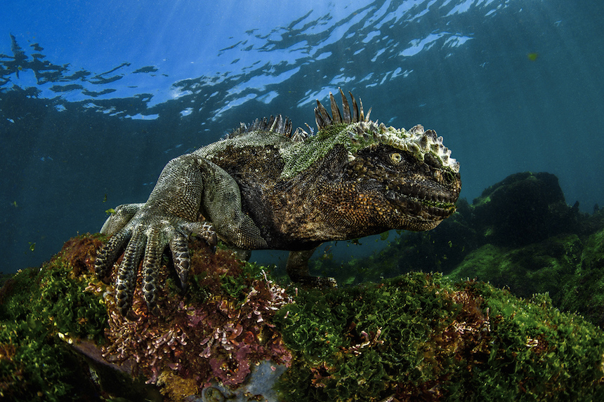 Iguana bajo el mar