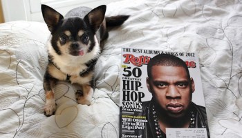 Jay-Z perrita