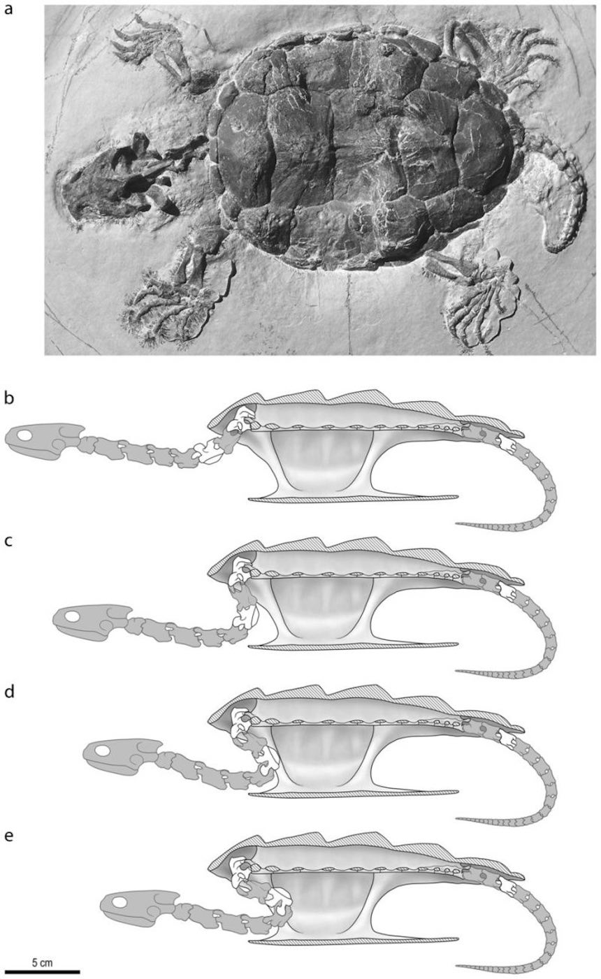 Platychelys oberndorferi Fósil