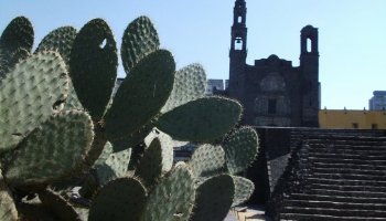 Foto de Tlatelolco con nopal en primer plano.