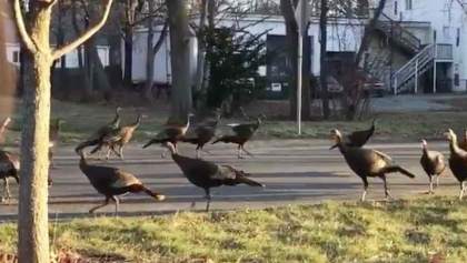 La extraña marcha de unos pavos alrededor de un gato muerto