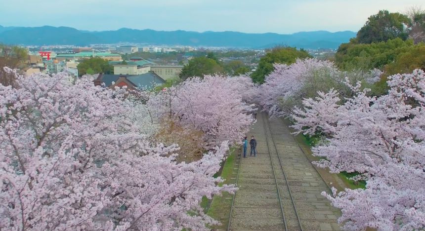 Cerezos en Japón