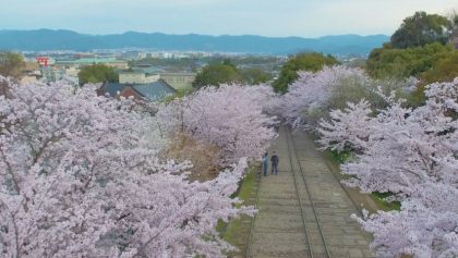 Cerezos en Japón