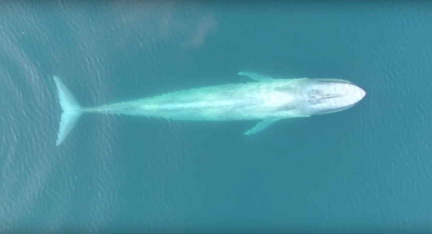 Ballena azul grabada por un drone