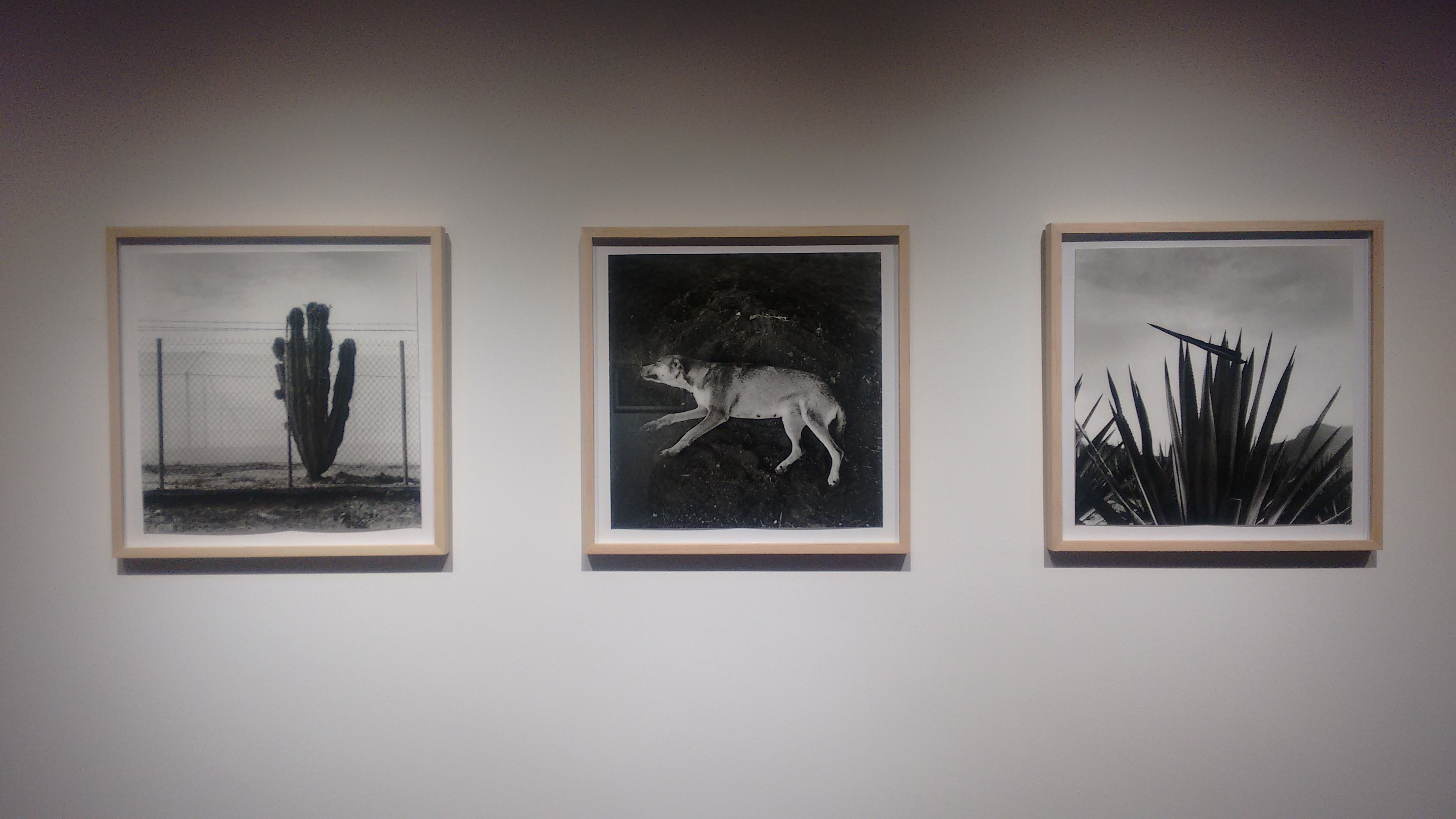 Tres fotografías de la muestra: cactus, perro y maguey 