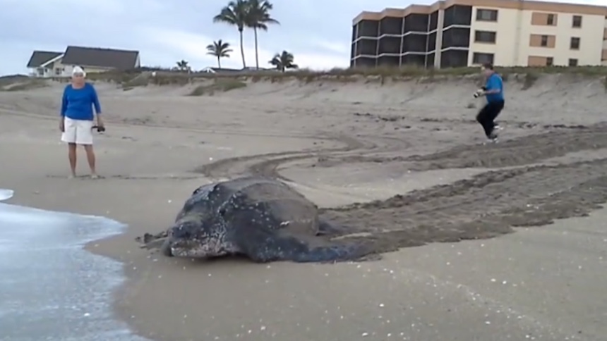 Tortuga laúd en Florida