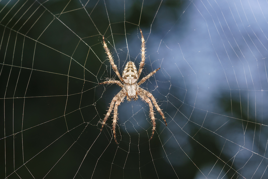 Araña