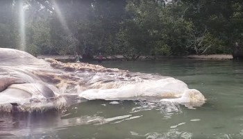 Criatura muerta en Indonesia