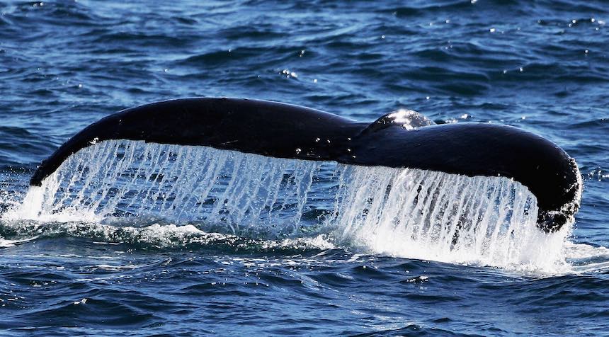 Cola de ballenas