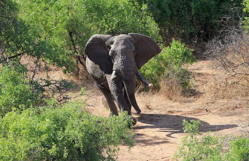 Elefante africano