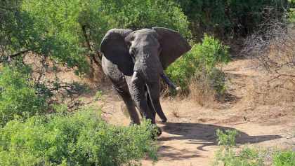 Elefante africano