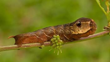 Oruga - Serpiente de dos cabezas