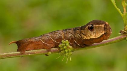 Oruga - Serpiente de dos cabezas