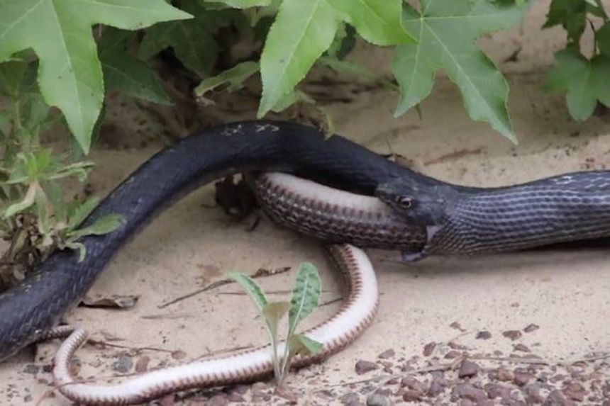 Serpiente vomitando otra serpiente