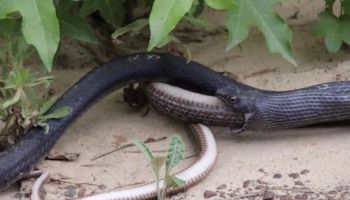 Serpiente vomitando otra serpiente