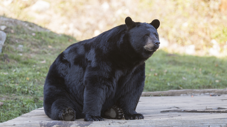 Oso Negro