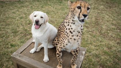 Cheetah y su perro