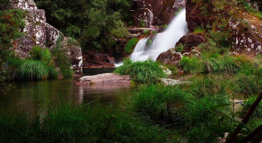 Albercas naturales - Firveda