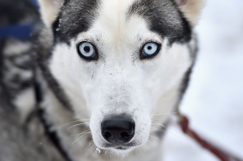 Acercamiento a cara de perro de trineo