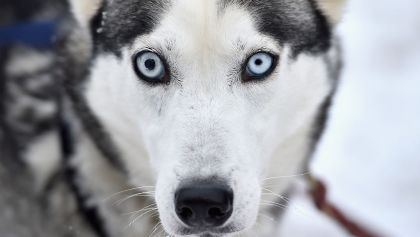 Acercamiento a cara de perro de trineo