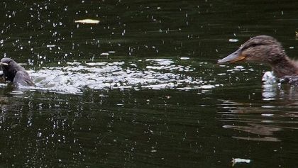 Patos salvajes devorando aves