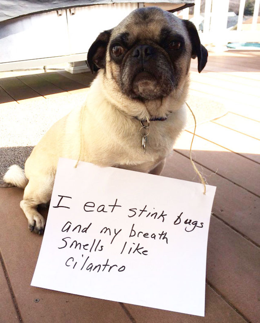 Perrito - Cilantro