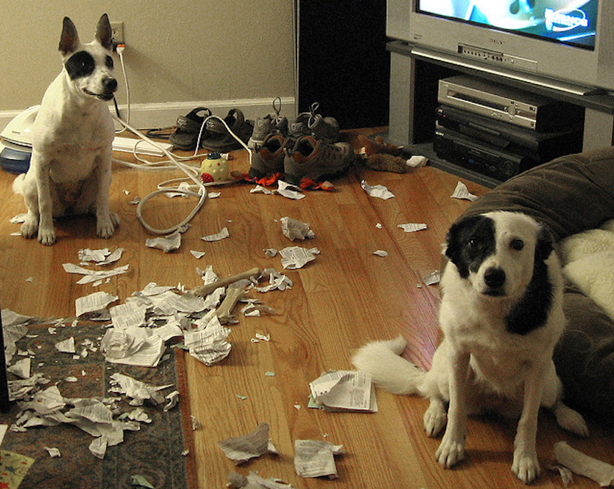 Perritos destructores