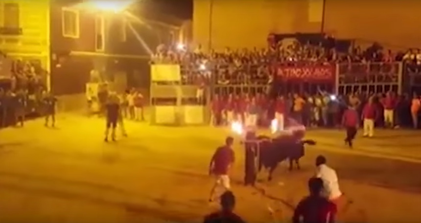 El toro que se "suicida" durante una fiesta en España