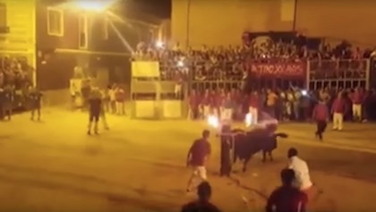 El toro que se "suicida" durante una fiesta en España