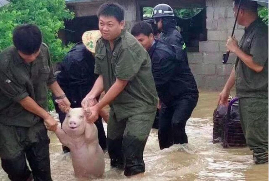 Un Cerdo Sonrie Tras Su Rescate Y Provoca Una Guerra De Photoshop Sopitas Com