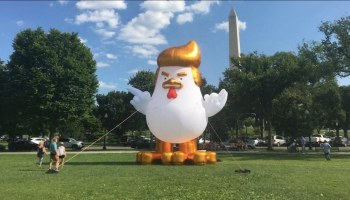 La gallina con el peinado de Trump