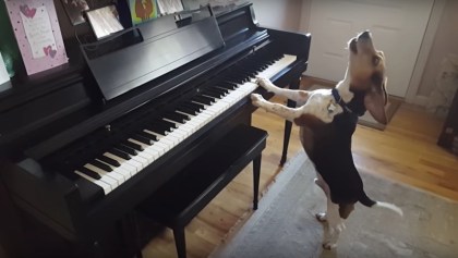 Buddy Mercury - Perrito pianista