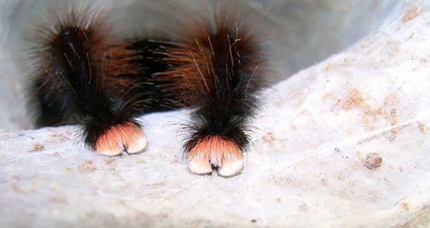 Patas de una araña