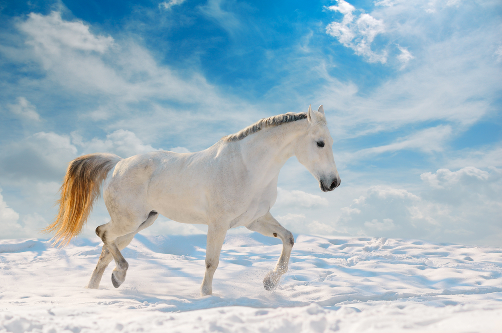 Caballo blanco con el cielo de fondo