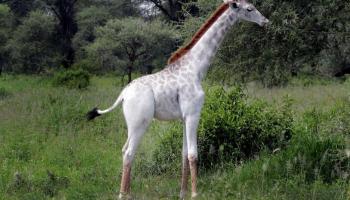 Jifafas blancas