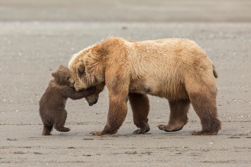 Wildlife Photographer of the Year 2017 - Osos Pardos