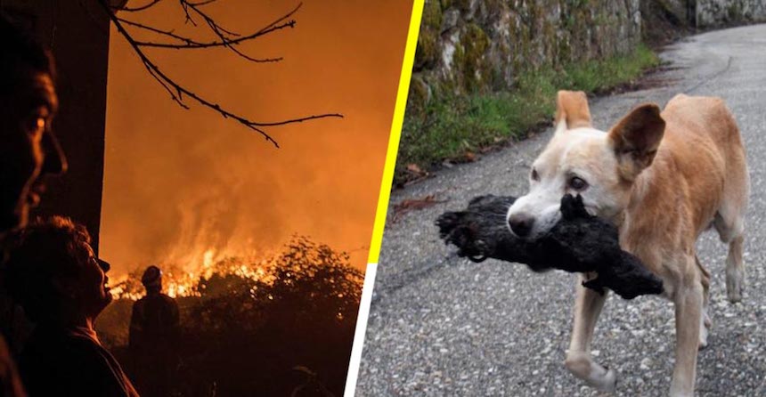 La perrita que rescató a su cría calcinada