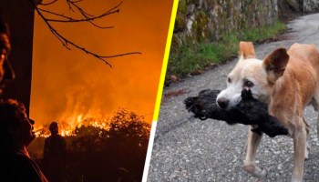 La perrita que rescató a su cría calcinada