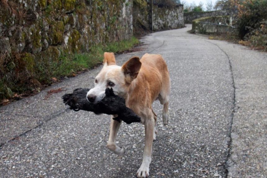 Galicia - Una perrita sostiene a su cría calcinada