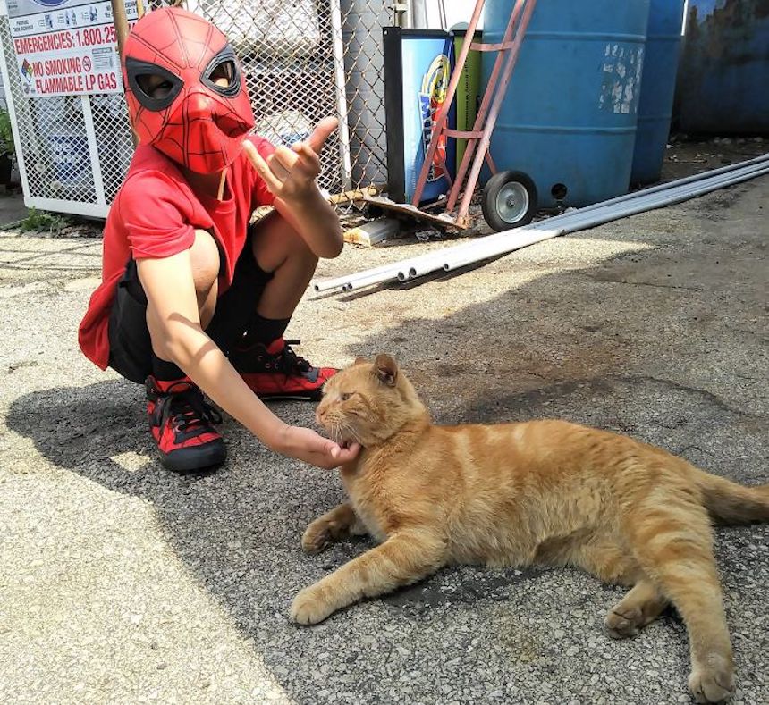 Shon y los gatitos - Spider-Man y los gatitos