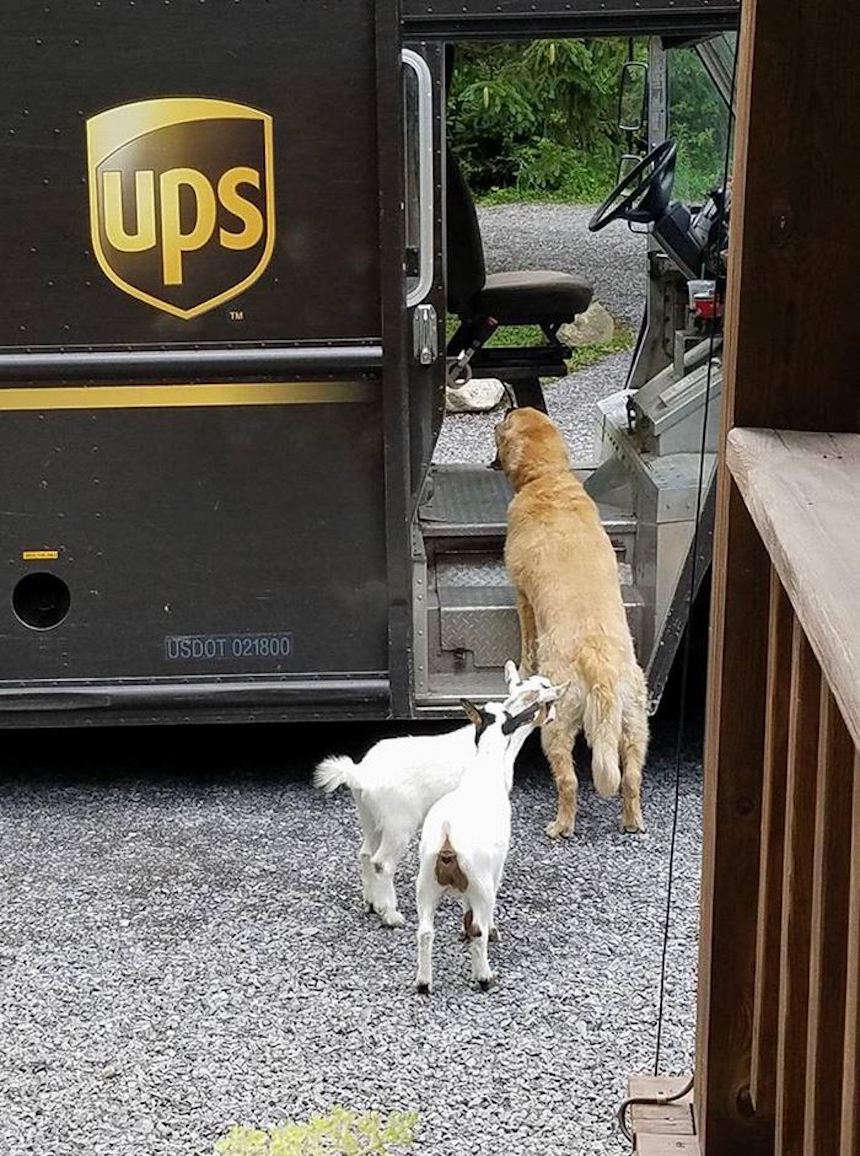 Empleados de UPS y perritos - Cabras también