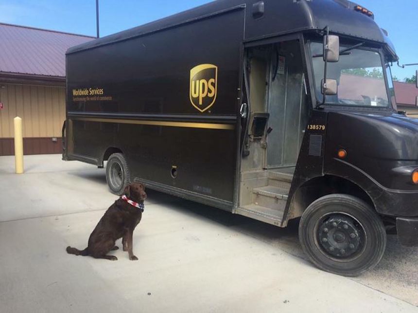 Empleados de UPS y perritos - Camioneta