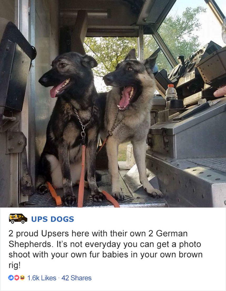 Собаки встречают. Как встречают собаки. Ups Dog. Фото где собаки встречают. Драйвер собака фото.