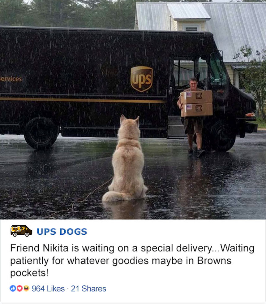 Empleados de UPS y perritos - Bajo la lluvia